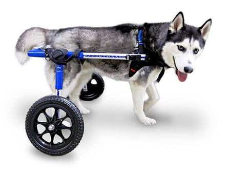 Pet products for handicapped pets at Zoomark International 2021