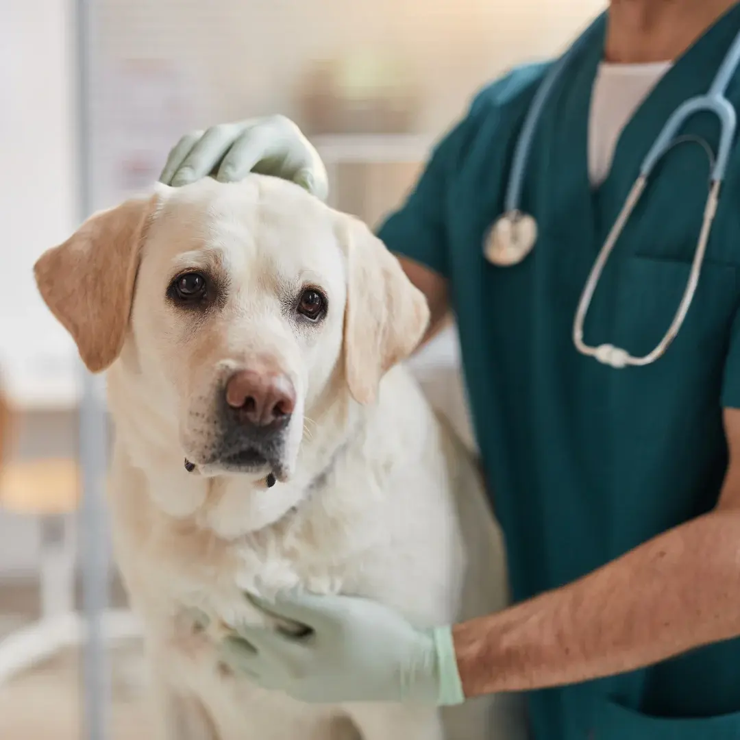 Paw-Prosper-Vet-small-pets-freecopyright-01