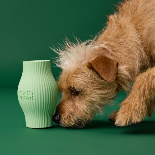 Dog sniffing the green jar