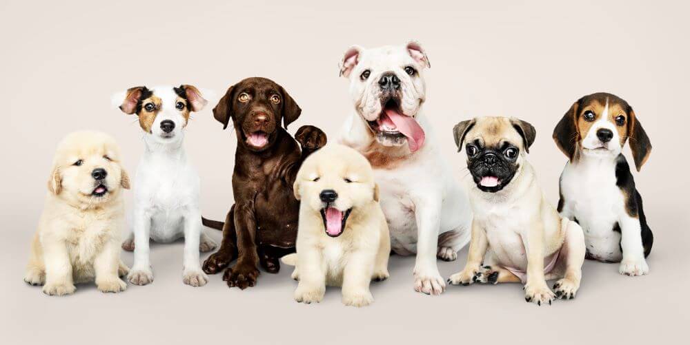 pet insurance