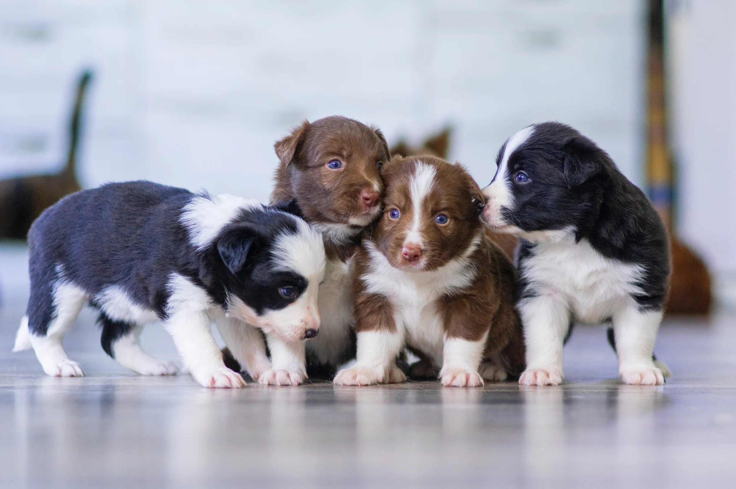 Veterinary & Pet Care