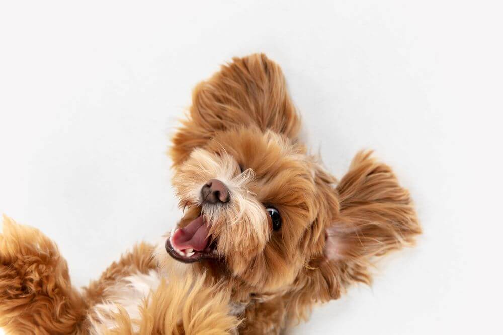 trends in pet tech