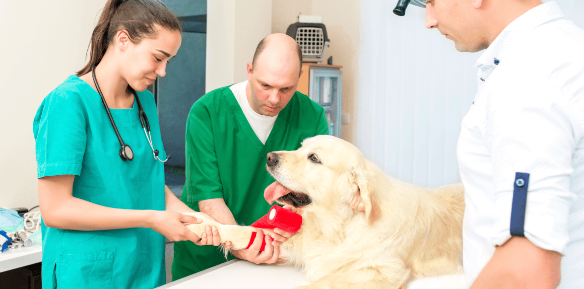veterinarian (1)